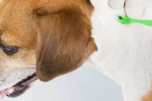 Ветеринар удаляет клеща с собаки